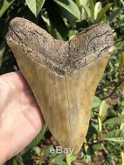 Huge Beautiful 6.76 Megalodon Tooth Fossil Shark Teeth Weighs Over 1 Pound
