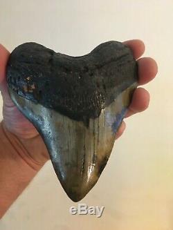 Huge Beautiful Megalodon Tooth Fossil Shark Teeth No restoration Gorgeous colors