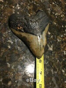 Huge Beautiful Megalodon Tooth Fossil Shark Teeth No restoration Gorgeous colors