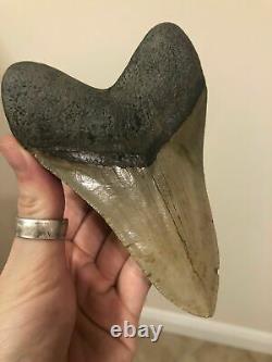 Huge Beautiful Serrated 5.34 Megalodon Tooth Fossil Shark Teeth