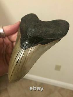 Huge Beautiful Serrated 5.34 Megalodon Tooth Fossil Shark Teeth
