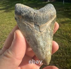 Huge Bone Valley Meg Megalodon Fossil Shark Tooth Miocene 3.42 Green Enamel Fla