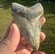 Huge Bone Valley Meg Megalodon Fossil Shark Tooth Miocene 3.42 Green Enamel Fla