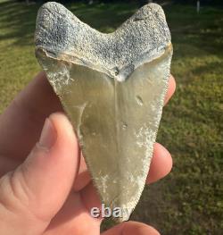 Huge Bone Valley Meg Megalodon Fossil Shark Tooth Miocene 3.42 Green Enamel Fla