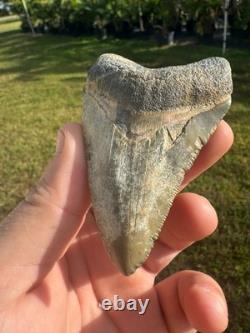 Huge Bone Valley Meg Megalodon Fossil Shark Tooth Miocene 3.42 Green Enamel Fla