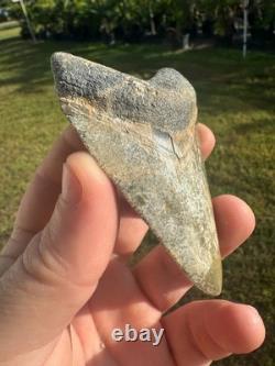 Huge Bone Valley Meg Megalodon Fossil Shark Tooth Miocene 3.42 Green Enamel Fla