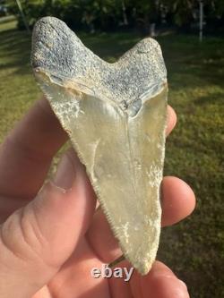 Huge Bone Valley Meg Megalodon Fossil Shark Tooth Miocene 3.42 Green Enamel Fla