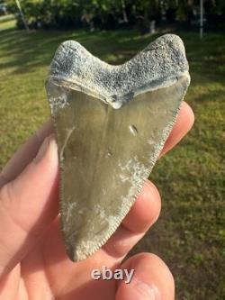 Huge Bone Valley Meg Megalodon Fossil Shark Tooth Miocene 3.42 Green Enamel Fla
