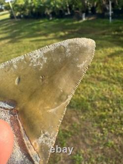 Huge Bone Valley Meg Megalodon Fossil Shark Tooth Miocene 3.42 Green Enamel Fla