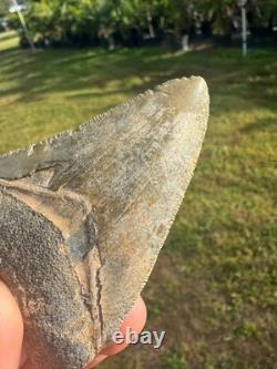 Huge Bone Valley Meg Megalodon Fossil Shark Tooth Miocene 3.42 Green Enamel Fla