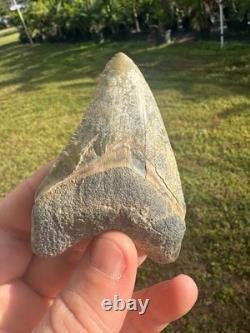 Huge Bone Valley Meg Megalodon Fossil Shark Tooth Miocene 3.42 Green Enamel Fla