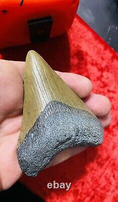 Huge Carcharodon Megalodon tooth! 3&5/8inch! Fossil Shark Tooth