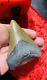 Huge Carcharodon Megalodon Tooth! 3&5/8inch! Fossil Shark Tooth