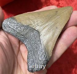 Huge Carcharodon Megalodon tooth! 3&5/8inch! Fossil Shark Tooth