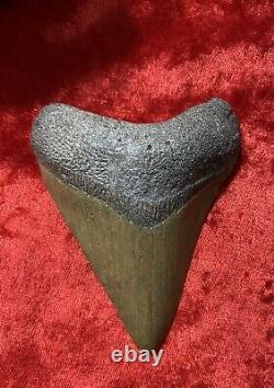 Huge Carcharodon Megalodon tooth! 3&5/8inch! Fossil Shark Tooth