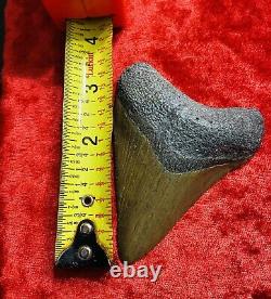 Huge Carcharodon Megalodon tooth! 3&5/8inch! Fossil Shark Tooth