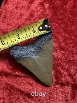 Huge Carcharodon Megalodon tooth! 3&5/8inch! Fossil Shark Tooth