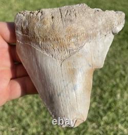 Huge Deformed Megalodon Shark Tooth From Summerville South Carolina Rare 4.5