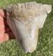 Huge Deformed Megalodon Shark Tooth From Summerville South Carolina Rare 4.5