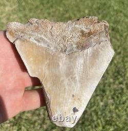 Huge Deformed Megalodon Shark Tooth From Summerville South Carolina Rare 4.5