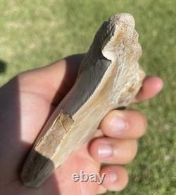 Huge Deformed Megalodon Shark Tooth From Summerville South Carolina Rare 4.5