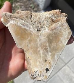Huge Deformed Megalodon Shark Tooth From Summerville South Carolina Rare 4.5