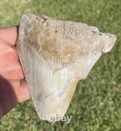 Huge Deformed Megalodon Shark Tooth From Summerville South Carolina Rare 4.5