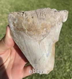 Huge Deformed Megalodon Shark Tooth From Summerville South Carolina Rare 4.5