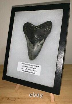 Huge Framed MEGALODON Shark Tooth with Display Stand! 4.72 INCHES! NO REPAIR