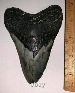 Huge Framed MEGALODON Shark Tooth with Display Stand! 4.72 INCHES! NO REPAIR