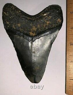 Huge Framed MEGALODON Shark Tooth with Display Stand! 4.72 INCHES! NO REPAIR