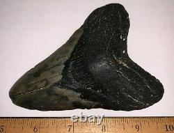 Huge Framed MEGALODON Shark Tooth with Display Stand! 4.72 INCHES! NO REPAIR