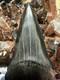 Huge Jet Black 2.8 Carcharodon Mako Tooth Hastalis Megalodon Era Georgia