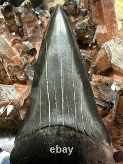 Huge Jet Black 2.8 Carcharodon Mako Tooth Hastalis Megalodon Era Georgia