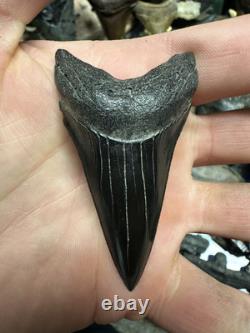 Huge Jet Black 2.8 Carcharodon Mako Tooth Hastalis Megalodon Era Georgia