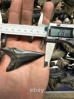 Huge Jet Black 2.8 Carcharodon Mako Tooth Hastalis Megalodon Era Georgia