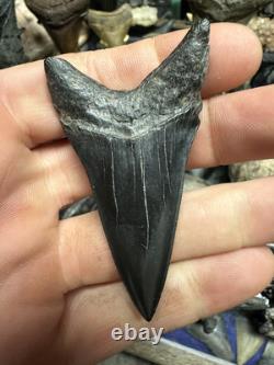 Huge Jet Black 2.8 Carcharodon Mako Tooth Hastalis Megalodon Era Georgia