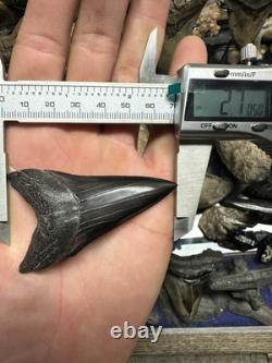 Huge Jet Black 2.8 Carcharodon Mako Tooth Hastalis Megalodon Era Georgia