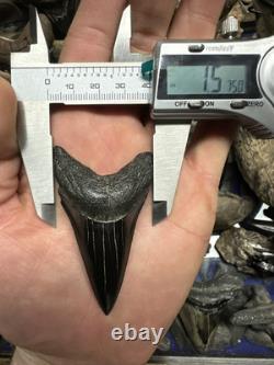 Huge Jet Black 2.8 Carcharodon Mako Tooth Hastalis Megalodon Era Georgia