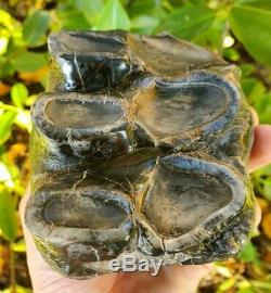 Huge MASTODON Tooth All Natural Coastal US Megalodon Mammoth Relative Megalodon