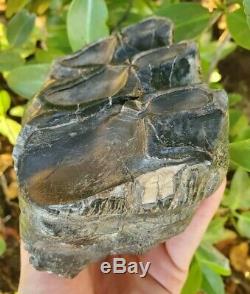 Huge MASTODON Tooth All Natural Coastal US Megalodon Mammoth Relative Megalodon