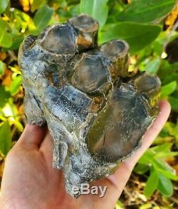 Huge MASTODON Tooth All Natural Coastal US Megalodon Mammoth Relative Megalodon