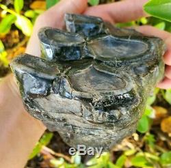 Huge MASTODON Tooth All Natural Coastal US Megalodon Mammoth Relative Megalodon