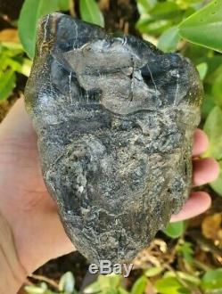 Huge MASTODON Tooth All Natural Coastal US Megalodon Mammoth Relative Megalodon