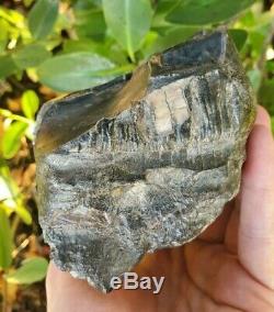 Huge MASTODON Tooth All Natural Coastal US Megalodon Mammoth Relative Megalodon