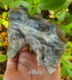 Huge MASTODON Tooth All Natural Coastal US Megalodon Mammoth Relative Megalodon