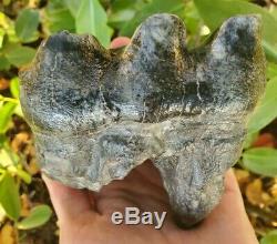Huge MASTODON Tooth All Natural Coastal US Megalodon Mammoth Relative Megalodon