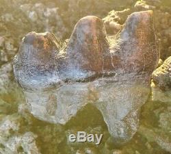 Huge MASTODON Tooth All Natural Coastal US Megalodon Mammoth Relative Megalodon