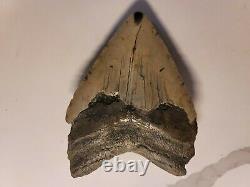 Huge Megalodon Fossil Shark Tooth 5.45 NO RESTORATION
