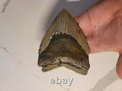 Huge Megalodon Fossil Shark Tooth 5.45 NO RESTORATION